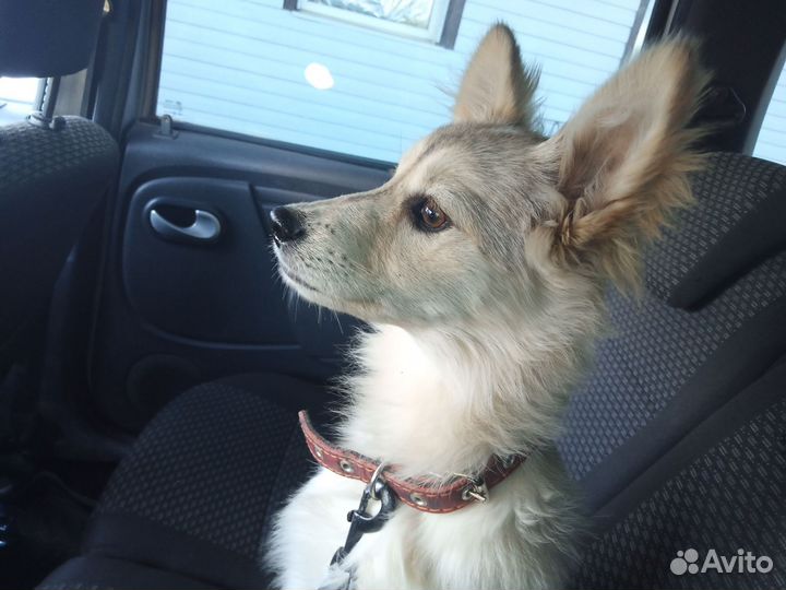 Собака в добрые руки щенок