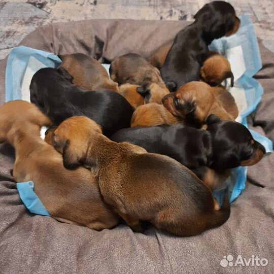 Щенки таксы