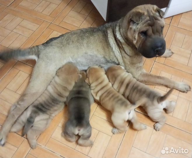 Щенки шарпей