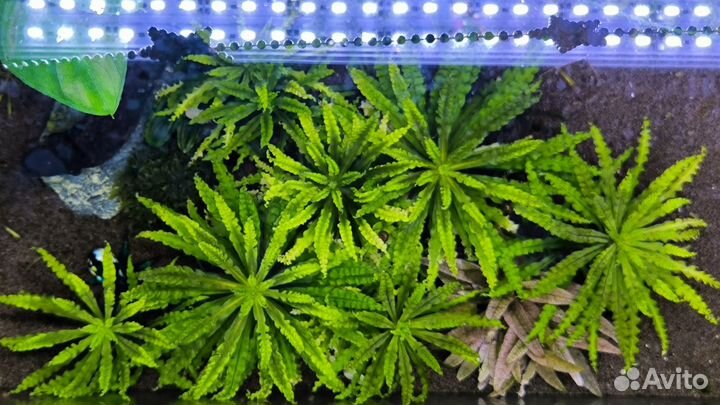 Декоративные креветки и водные растения