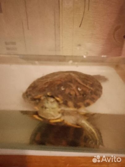 Красноухая черепаха