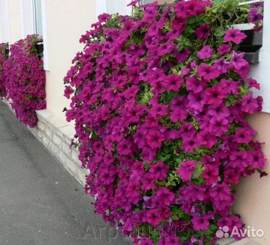 Петуния тайдал пурпурная, черенки бесплатно купить в Коммунарке ...