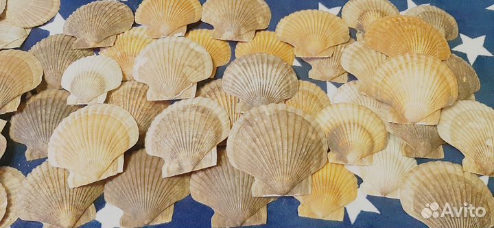 Раковины морского гребешка