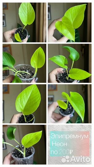 Сциндапсусы Эпипремнумы