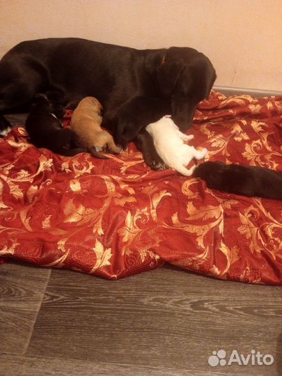 Щенки лабрадора бесплатно