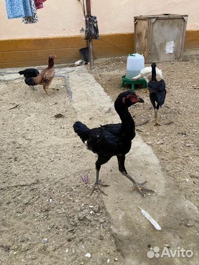 Бойцовая птица,цыплята