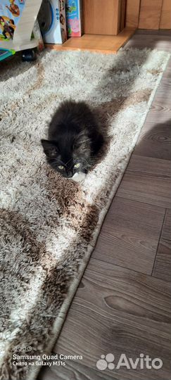 Домашние животные кошки