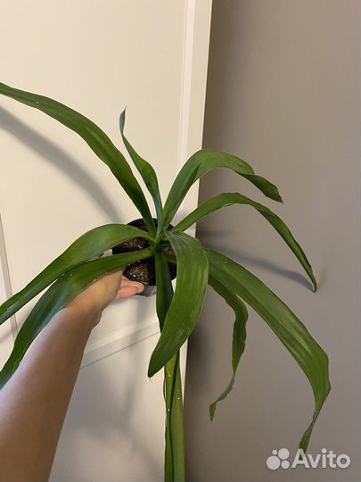 Пальма юкка