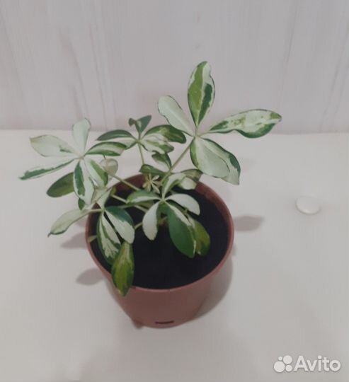 Шефлера вариегатная