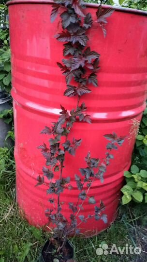 Пузыреплодник, 3-летние саженцы