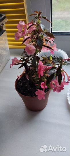 Комнатные цветы