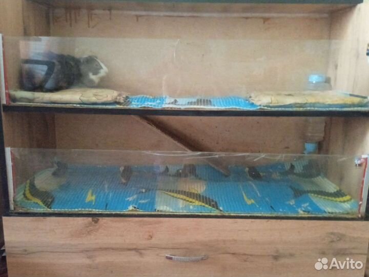 Дом для морских свинок