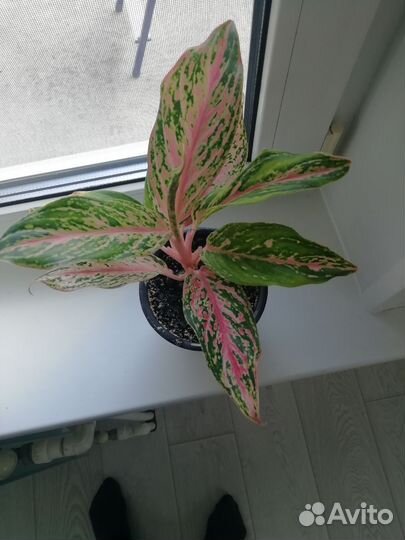 Аглаонема батерфляй