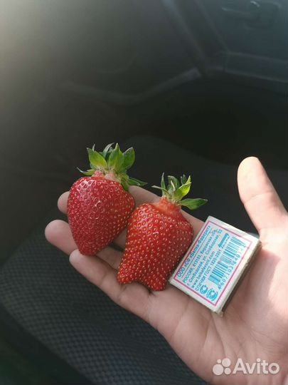 Рассада ремонтантной клубники Альбион