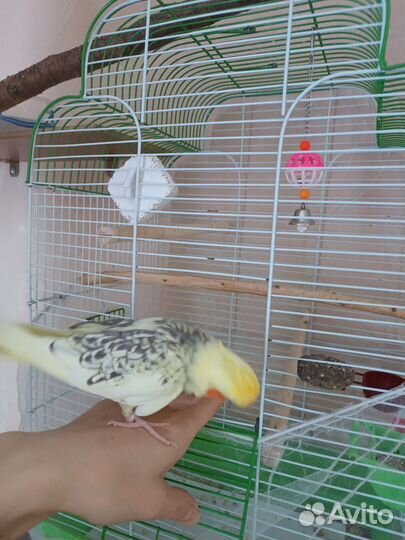 Попугай корелла ручная очень с клеткой