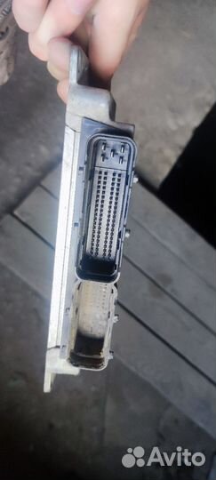 Мозги на газель