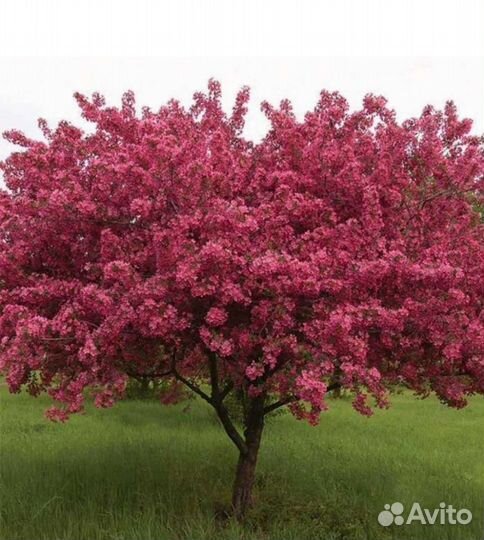 Яблоня Роялти