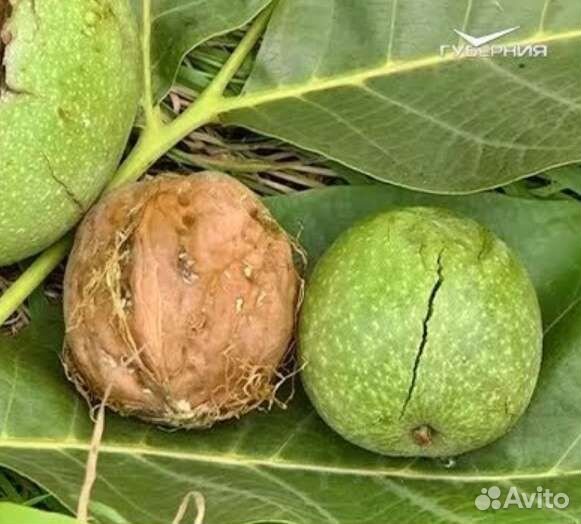 Саженцы орехов в ассортименте