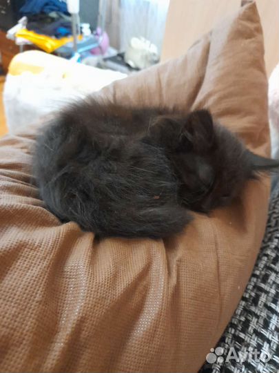 Отдам котят в хорошие руки