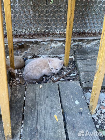 Котята бесплатно