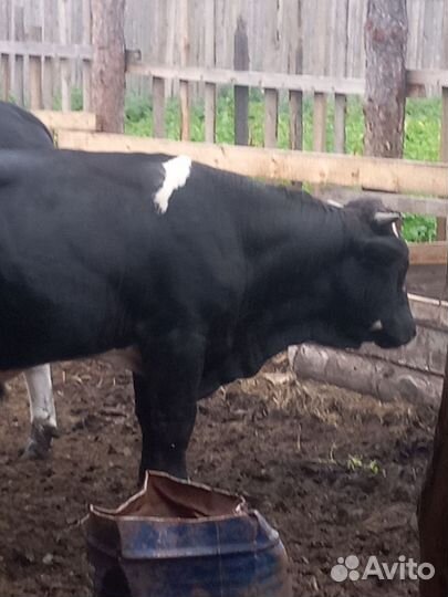 Быки на племя