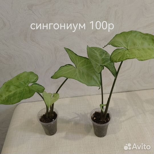 Комнатные растения