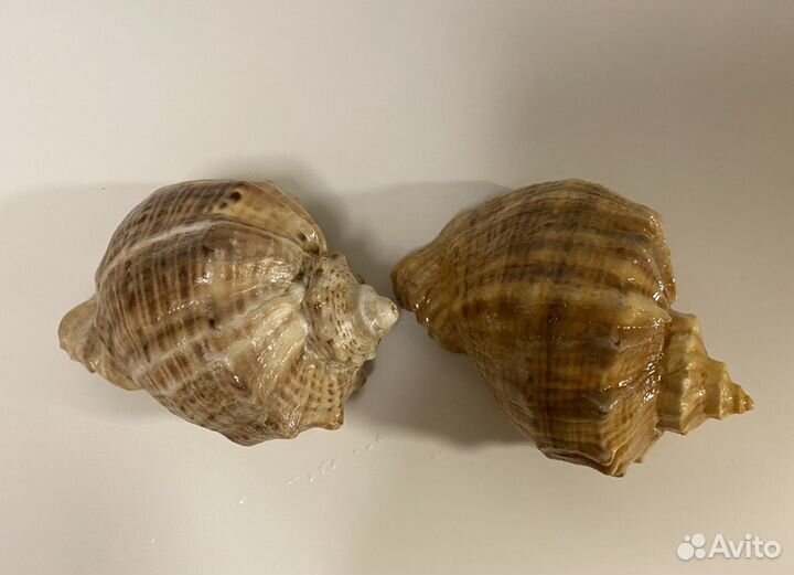 Морские раковины