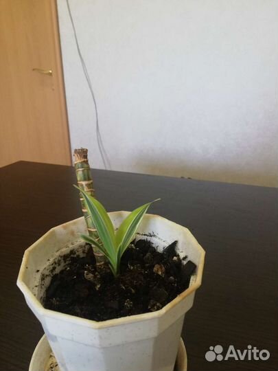 Драцена лимон лайм