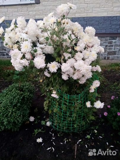 Хризантемы