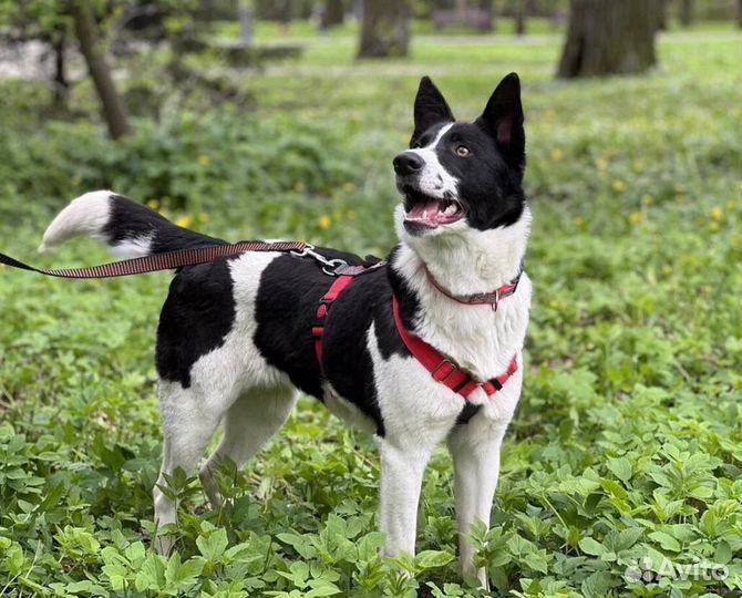 Маленькая собака в добрые руки из приюта