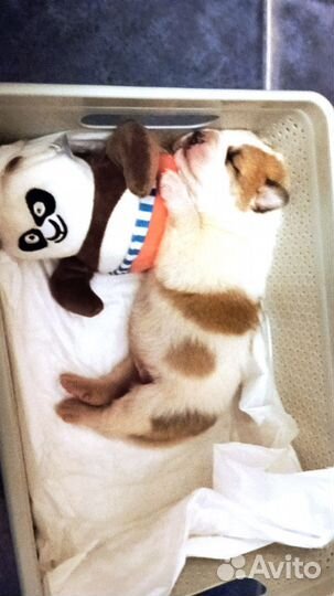 Собака алабай