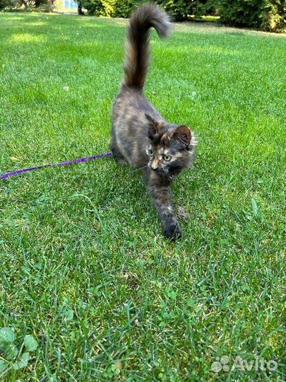 Котëнок-подросток ищет дом