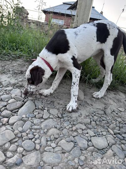 Щенок курцхаар метис