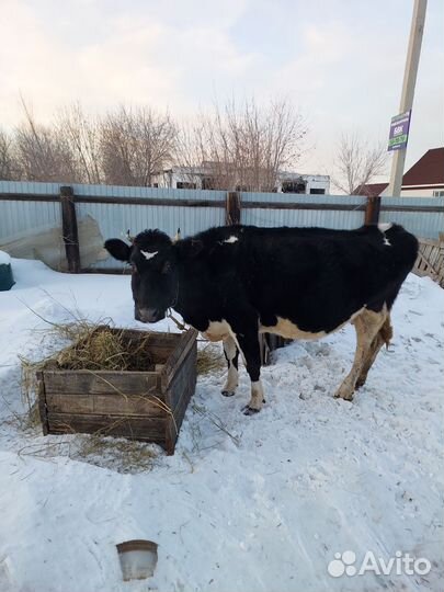 Коровы и телки стельные