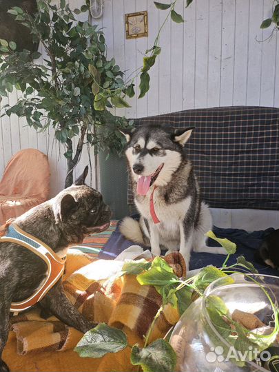 Маламут девочка