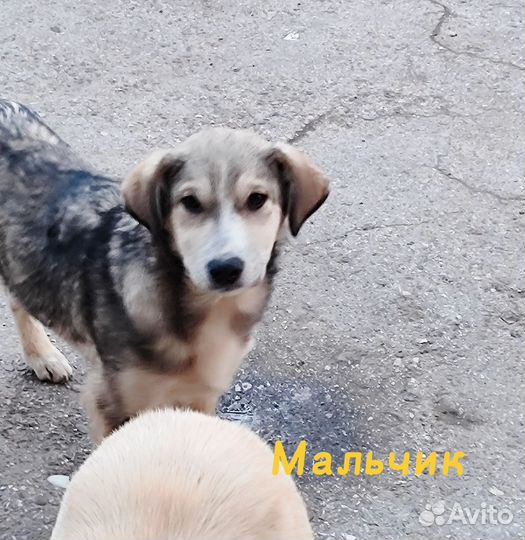 Собака в добрые руки
