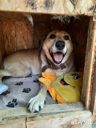 Собака Дора в добрые руки