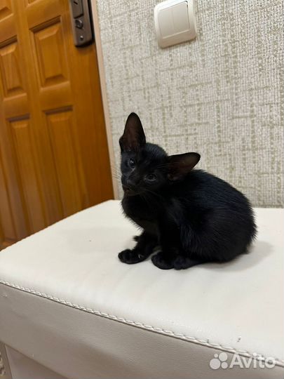 Ориентальные котята
