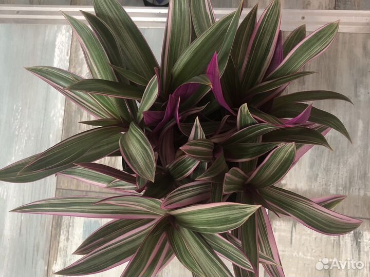 Традесканция рео розовая (вариегатная) 6 корней