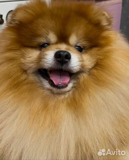 Вязка собак шпиц