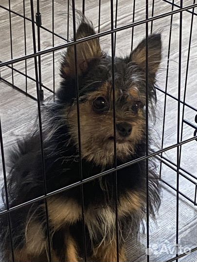 Метис в добрые руки