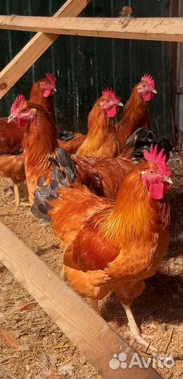 Циплята Кучинская юбилейная