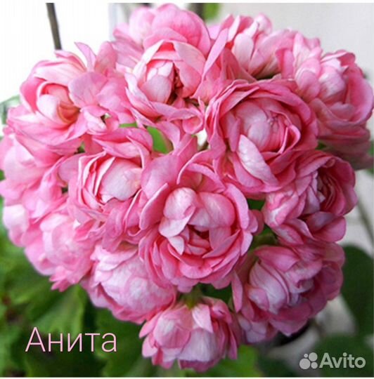 Пеларгония герань розебудная