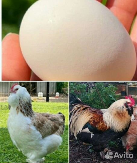 Инкуб. яйцо и петушки Фавероль,Маран,Ухейилюй