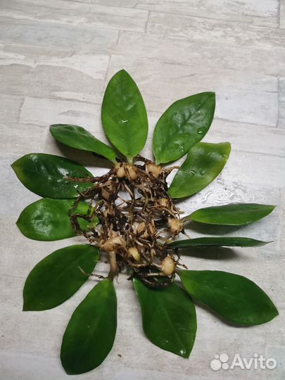 Замиокулькас