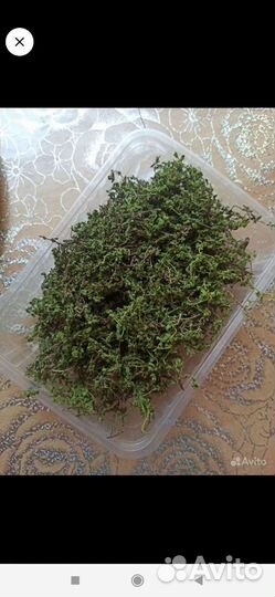 Грыжник