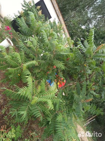 Саженцы сумах оленерогий