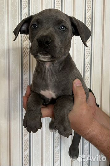 Щенки девчонки