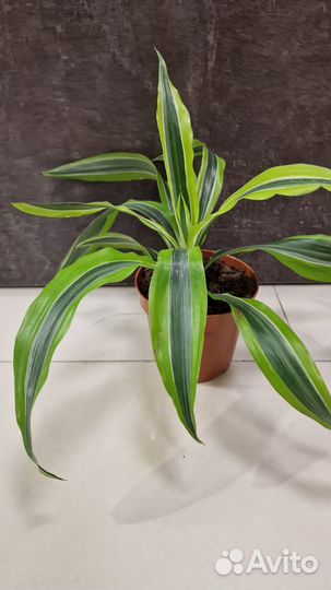 Драцены разные