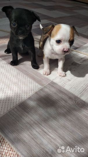 Щенки чихуахуа мини